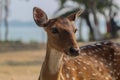 Chital deer or spotted deer is known in Bangladesh as Chitral deer/Chitral Horin. Scientific nameÃÂ Axis axis. Royalty Free Stock Photo